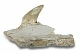 Fossil Mosasaur Jaw Section with Tooth - Morocco #270874-1